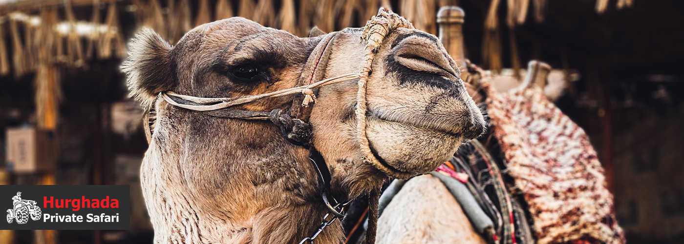 Make your trip to Hurghada 4 August Blog Posts Visual12