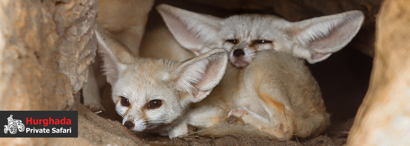 Wildlife Encounters Await 4 Blog Posts Visual17