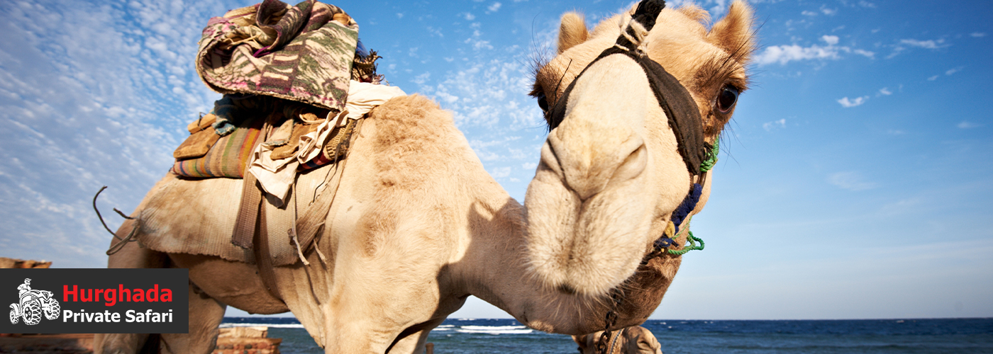 ๐ Luxury Desert Safari Experiences with VIP Add-Ons in Hurghada 4 Dec Blog Posts Visual5
